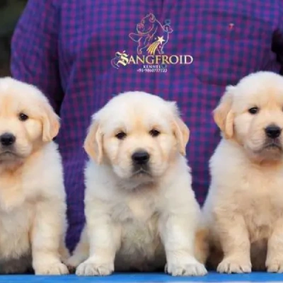 available Golden Retriever puppies