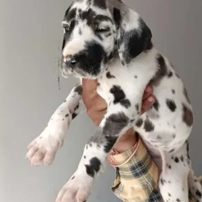 buy Great Dane puppies online