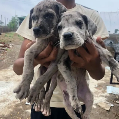 Great Dane puppy for sale in india