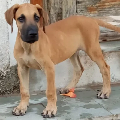 available Great Dane puppies