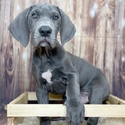 Buy Great Dane