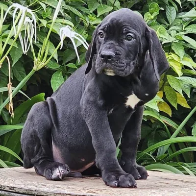 Great Dane puppy for sale