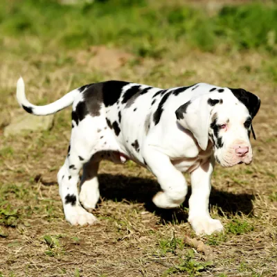 Great Dane puppies