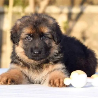 Buy German Shepherd