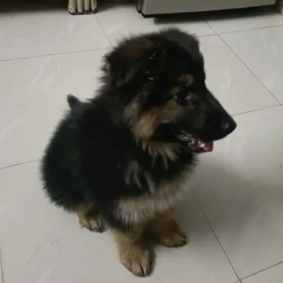 German Shepherd puppy for sale