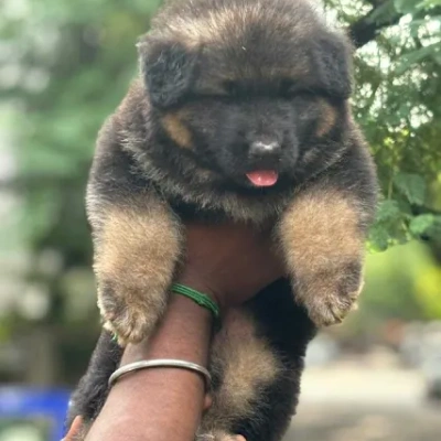 German Shepherd puppies