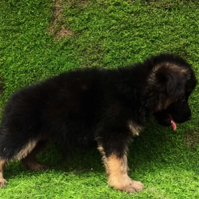 buy German Shepherd puppies online