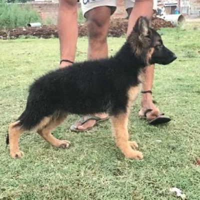 German Shepherd dog