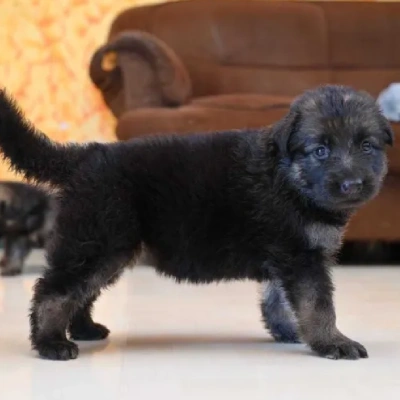 German Shepherd puppy for sale in india