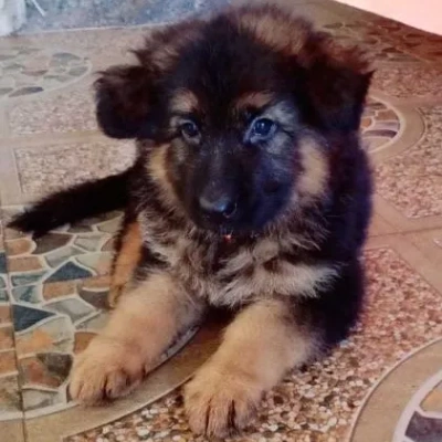 German Shepherd