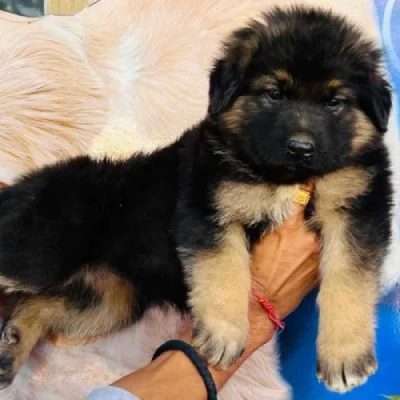 available German Shepherd puppies