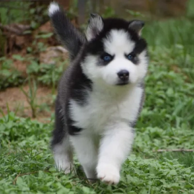 Buy Siberian Husky