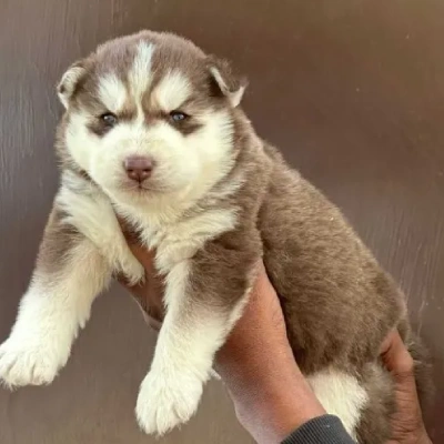 Buy Siberian Husky online