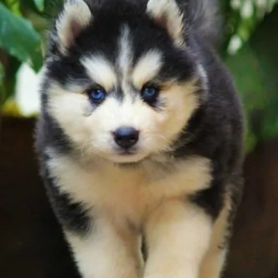 Siberian Husky puppies