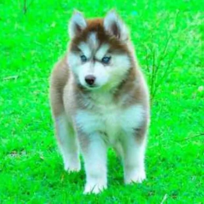 buy Siberian Husky puppies online