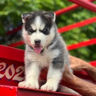 Siberian Husky puppy for sale in india