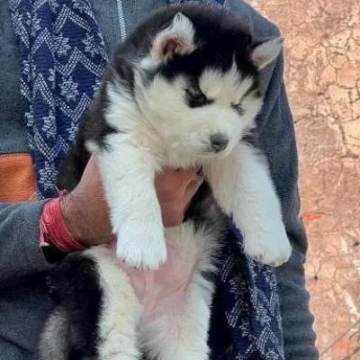 available Siberian Husky puppies