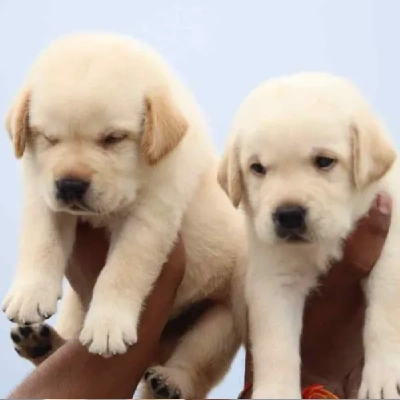 Buy Labrador Retriever