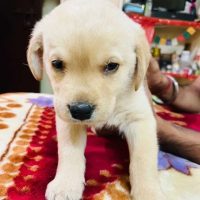 Labrador Retriever puppy for sale