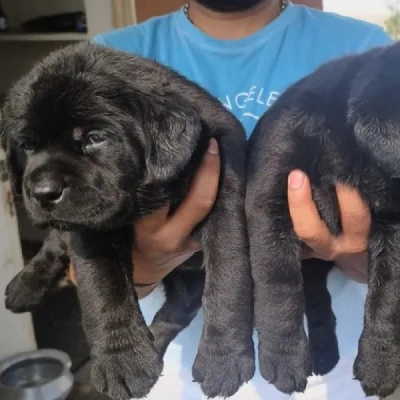 Labrador Retriever puppies