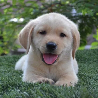 Labrador Retriever puppy for sale in india