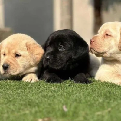 available Labrador Retriever puppies