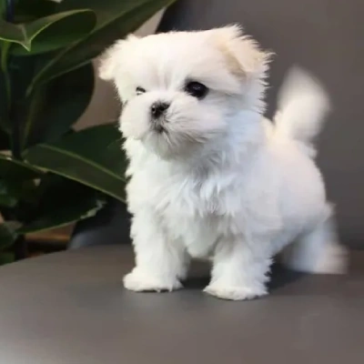 Maltese puppy for sale