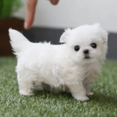 Maltese puppies