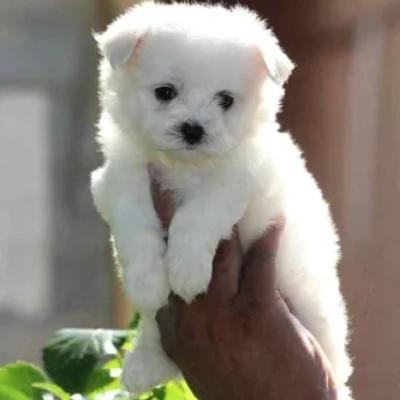 buy Maltese puppies online