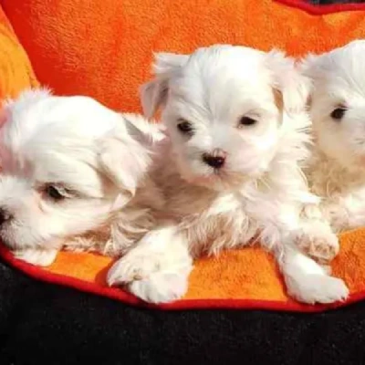 Maltese dog