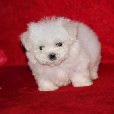 Maltese puppy for sale in india