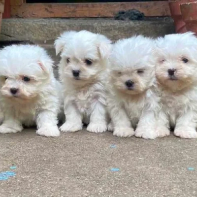 available Maltese puppies