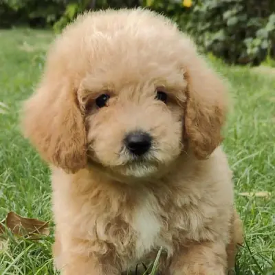 Buy Maltipoo