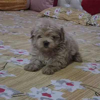 Buy Maltipoo online