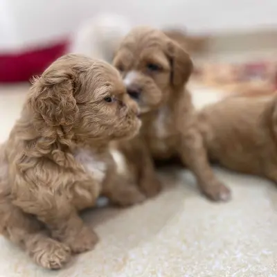 Maltipoo puppy for sale