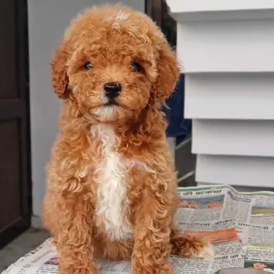 Maltipoo puppies