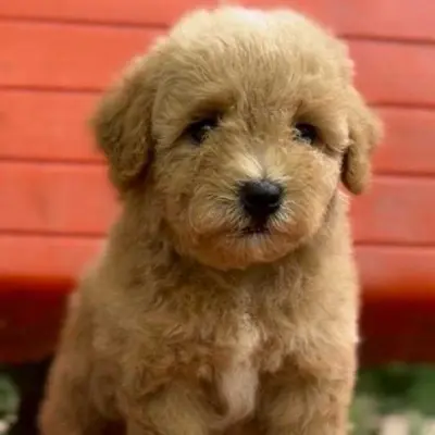 buy Maltipoo puppies online