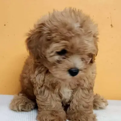 Maltipoo dog