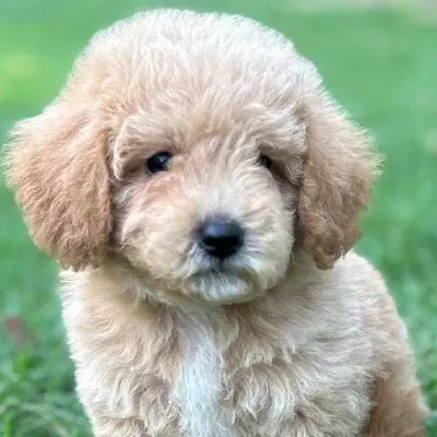 Maltipoo dog online
