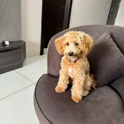 Maltipoo puppy for sale in india