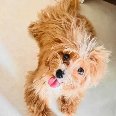 Maltipoo