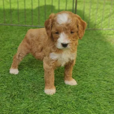 available Maltipoo puppies