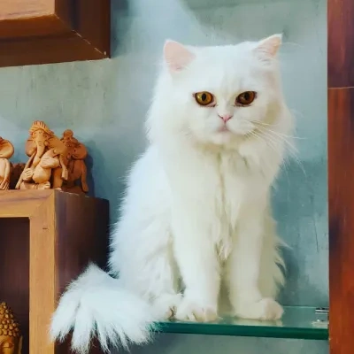 Persian cats