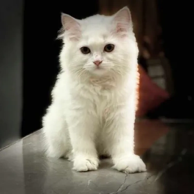 Persian cat for sale in india