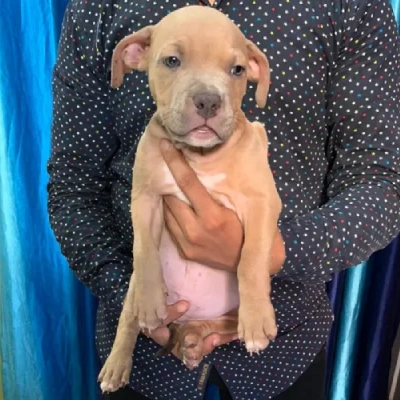 Pitbull puppy for sale