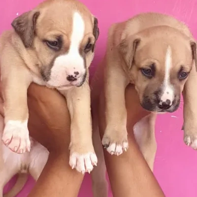 Pitbull puppies