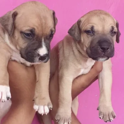 buy Pitbull puppies online