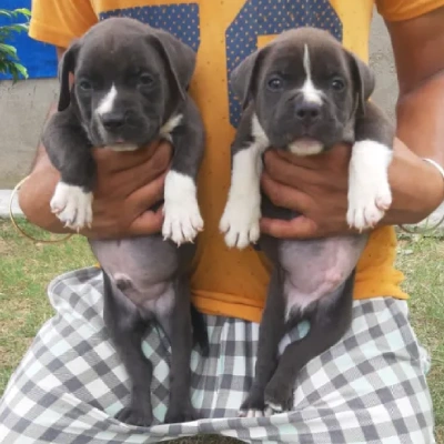 Pitbull puppy for sale in india