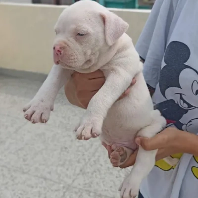 available Pitbull puppies