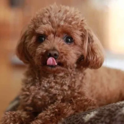 Buy Toy Poodle